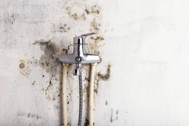 Best Residential Mold Remediation in Mosheim, TN